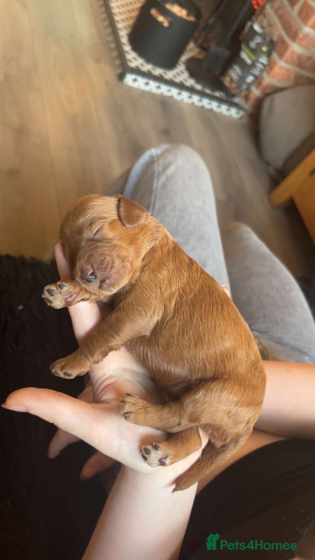 Labradoodle dogs for sale: Beautiful F1B Mini Labradoodles Hypoallergenic Red - Image 12