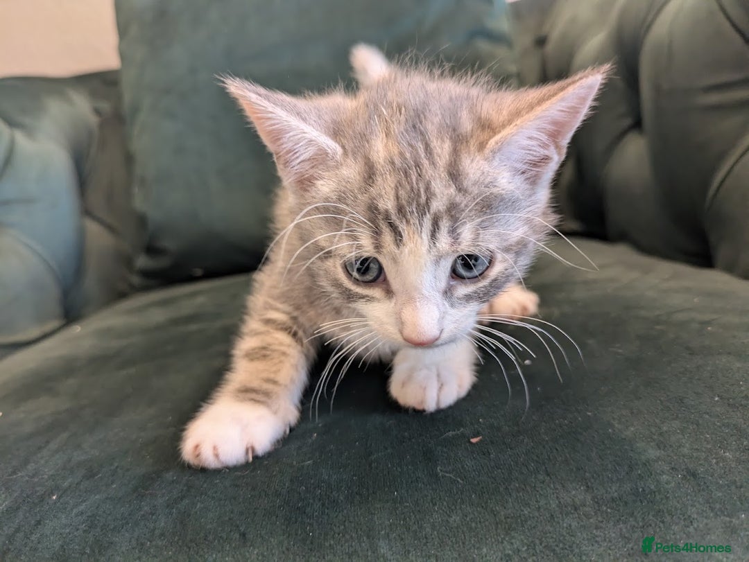 Mixed Breed cats for sale: 🐾 Adorable Kittens Ready for Their New Homes 🐾 - Image 8