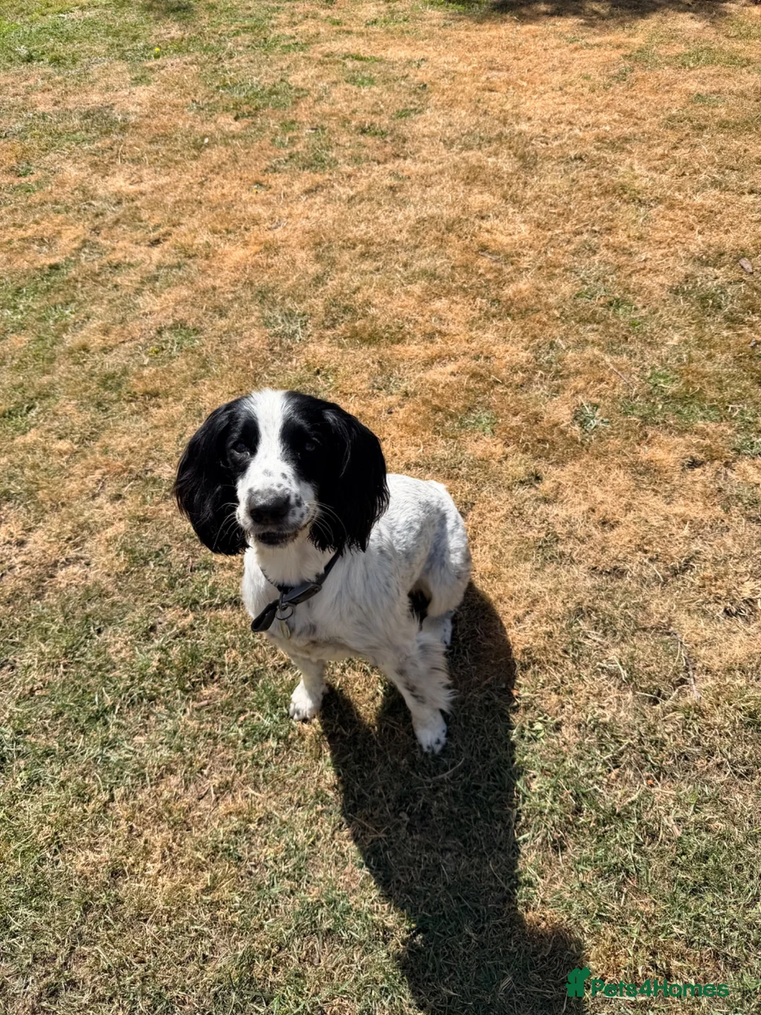 English Springer Spaniel dogs for sale: Beautiful English Springer Spaniel - Advert 2