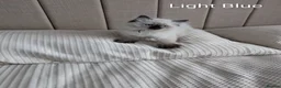 Ragdoll cats for sale: Stunning GCCF REG PEDIGREE RAGDOLLS - Advert 17