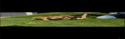 Staffordshire Bull Terrier dogs for sale: last boy ready now champion lines  boys  - Advert 17