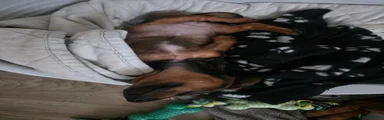 Dachshund 4