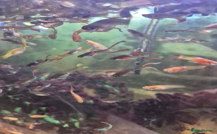 Live Bearers fish - Advert 2
