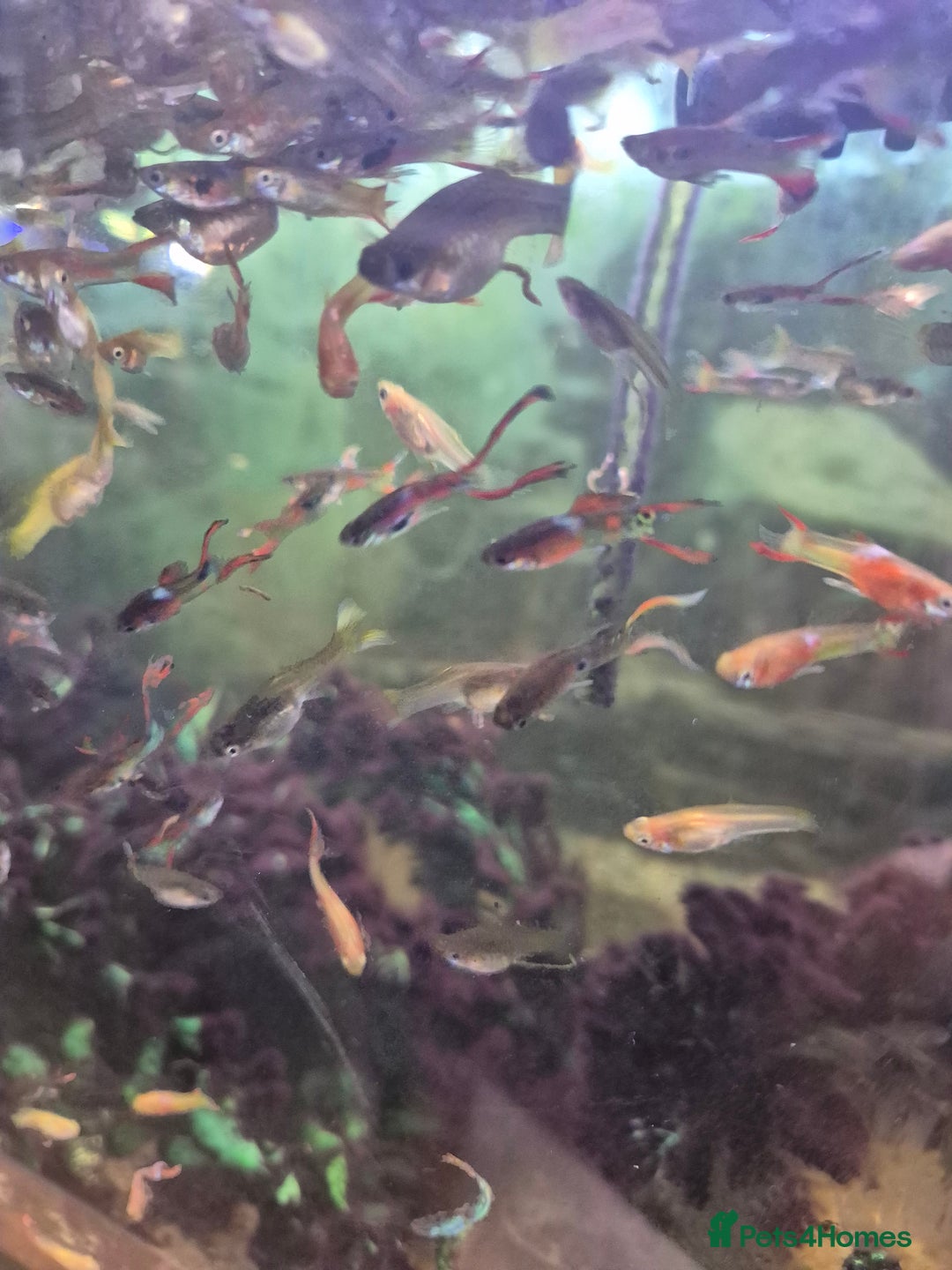 Live Bearers fish for sale: 10 for £10 guppies. All ages. Bright colours. - Image 1