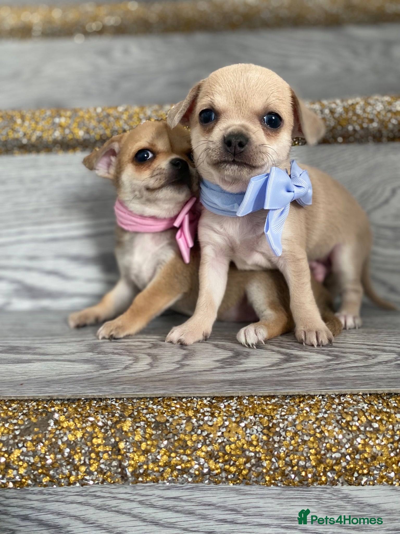 Chihuahua dogs Chihuahua puppies 1 boy💙 1 Girl 🩷 - Advert 6