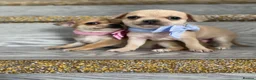Chihuahua dogs for sale: Chihuahua puppies 1 boy💙 left  - Advert 10