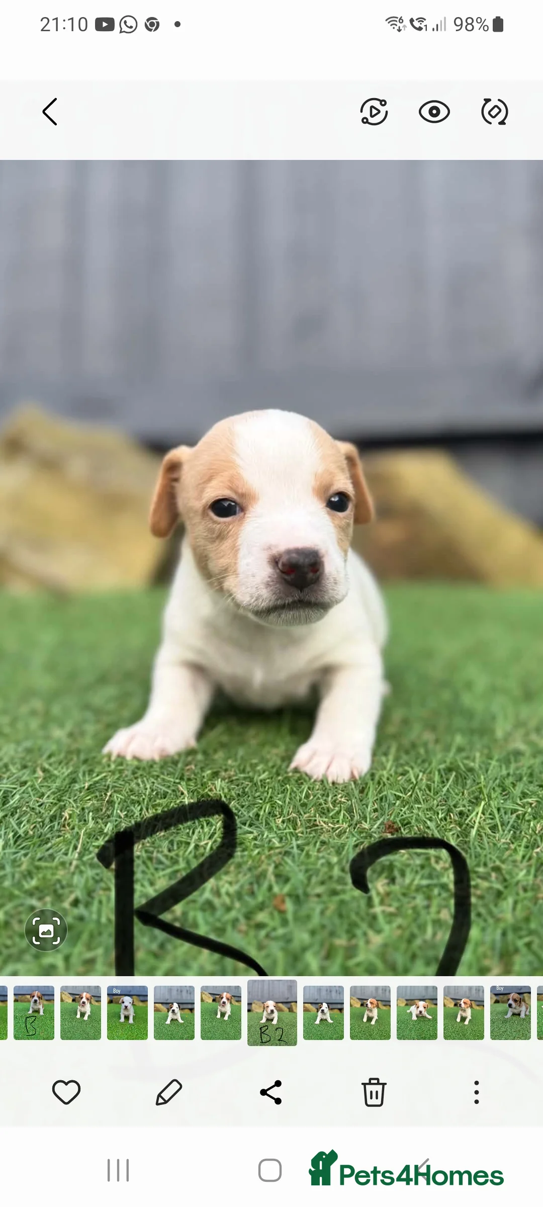 Jack Russell dogs for sale: Jack russell  - Advert 2
