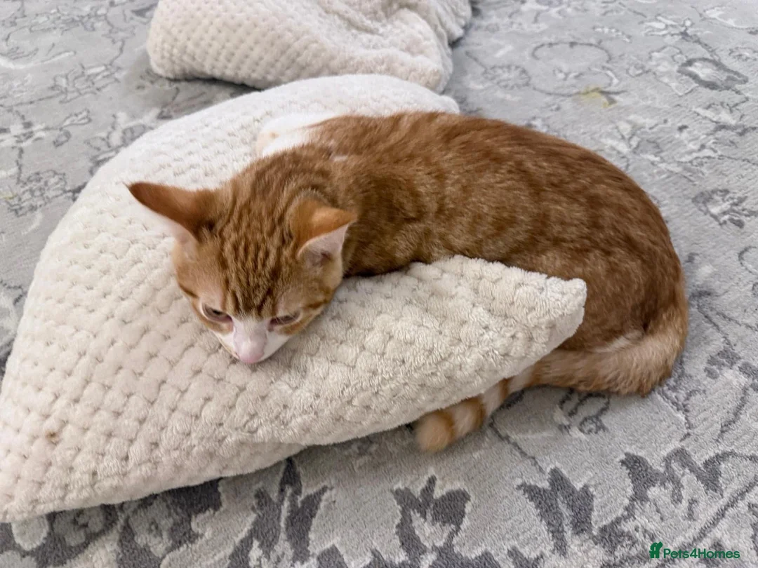 Mixed Breed cats for sale: Mixed breed cat - Advert 5