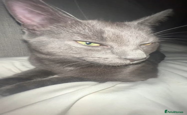 Russian Blue cats - Advert 1