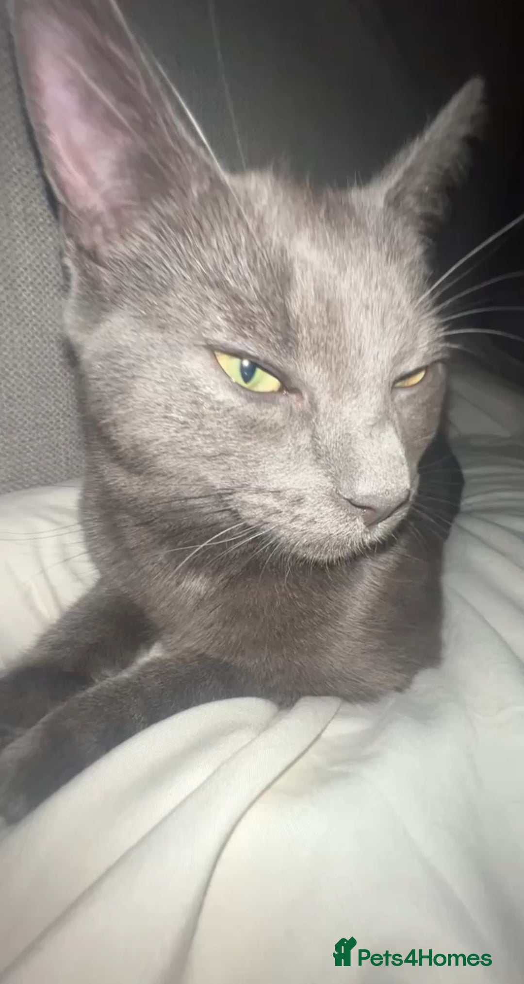 Russian Blue cats for sale: Merlin and angel - Image 1
