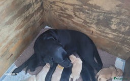 Labrador Retriever dogs for sale: 6 beautiful Labrador (all reserved)  - Advert 18