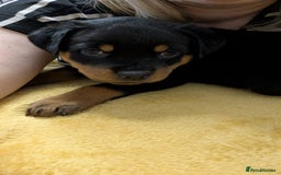 Rottweiler dogs for sale: Rottweiler puppies  - Image 23