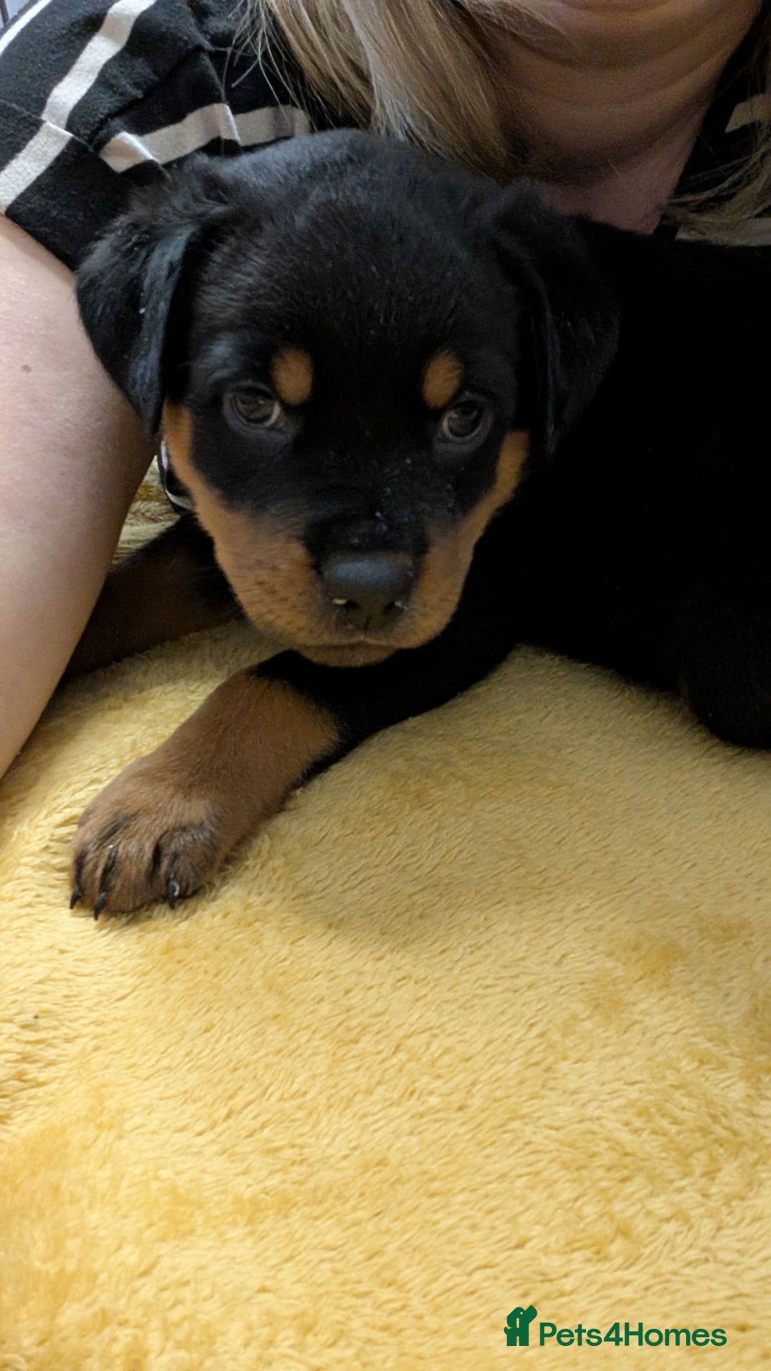 Rottweiler dogs for sale: Rottweiler puppies  - Image 23