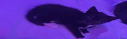 Mixed Breed cats for sale: 2 female kittens - Advert 4