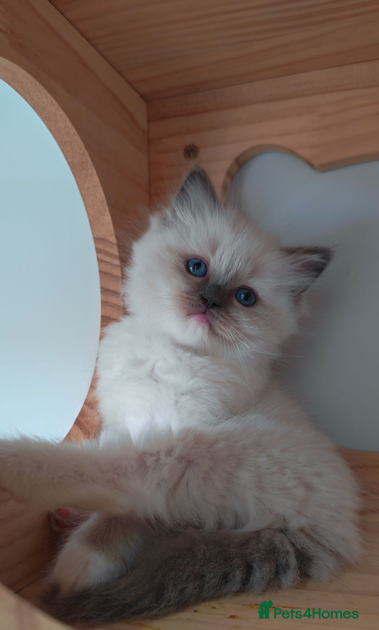 Ragdoll cats Raised with Love, looking for forever homes 🏠❤️ - Advert 13