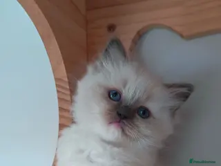 Ragdoll cats Raised with Love, looking for forever homes 🏠❤️ - Advert 13
