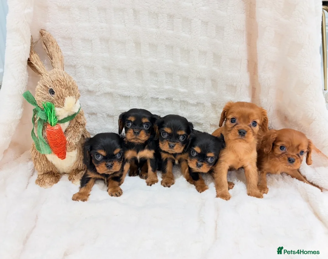 Cavalier King Charles Spaniel dogs for sale: Cavalier King Charles spaniel - Advert 1