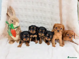 Cavalier King Charles Spaniel dogs Cavalier King Charles spaniel - Advert 18