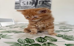 Mixed Breed cats for sale: 2 fluffy male kittens for sale  - Image 4