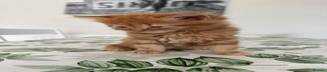 Mixed Breed Kitten 1