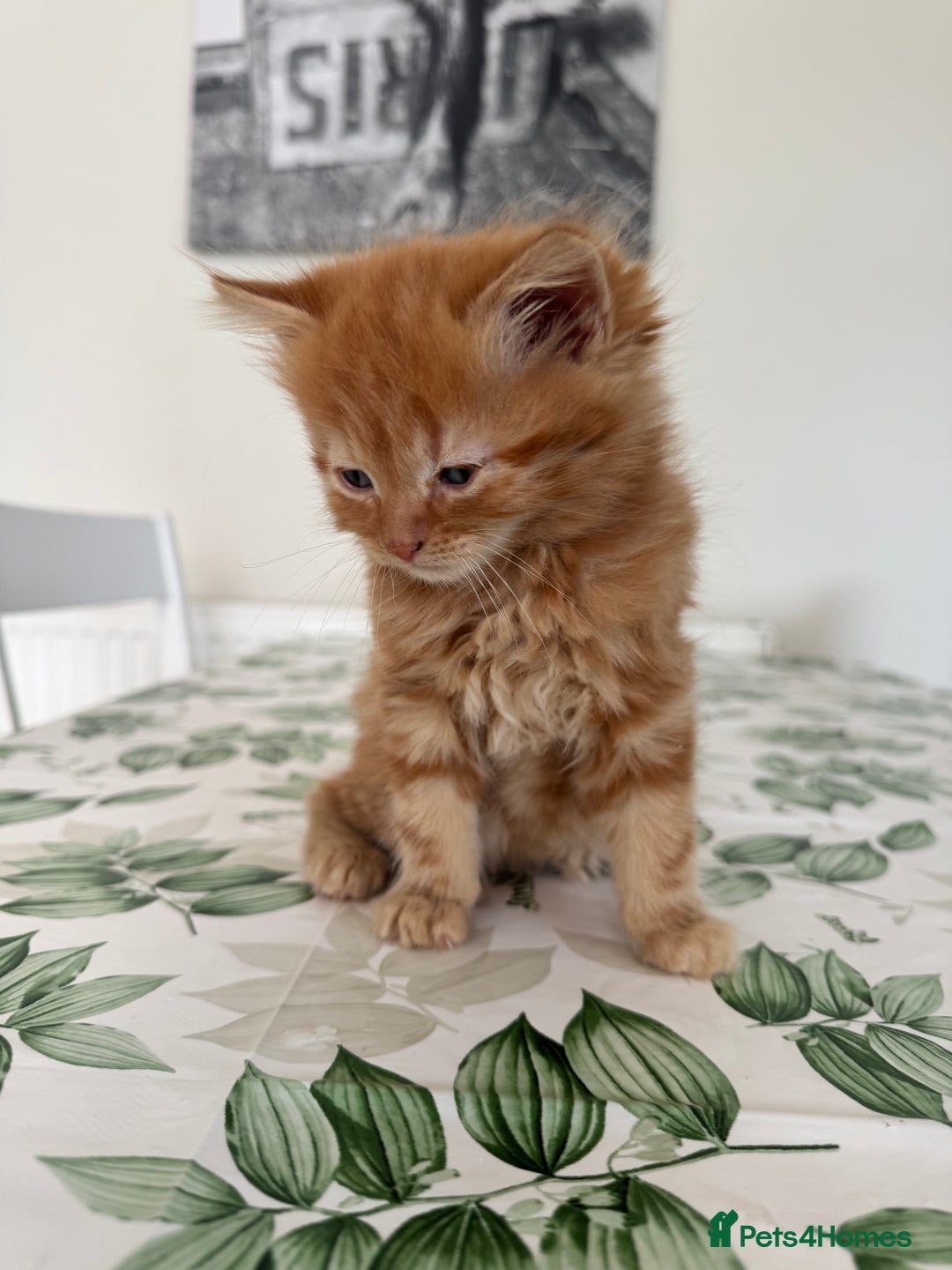 Mixed Breed cats for sale: 2 fluffy male kittens for sale  - Image 4