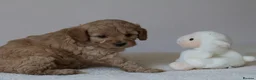 Cavapoo dogs for sale: 5*Licensed+DNAtested+Vetchecked+Red+Apricot+Cream - Advert 20