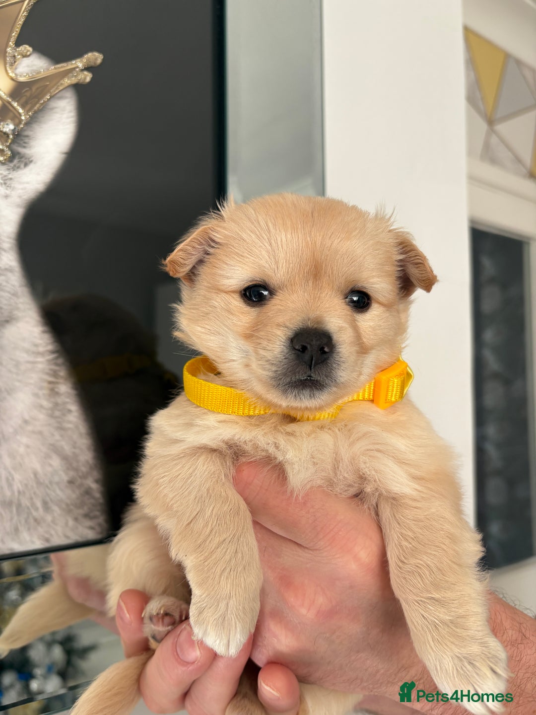Mixed Breed dogs for sale: Italian volpino x deer head chihuahua puppies  - Advert 13