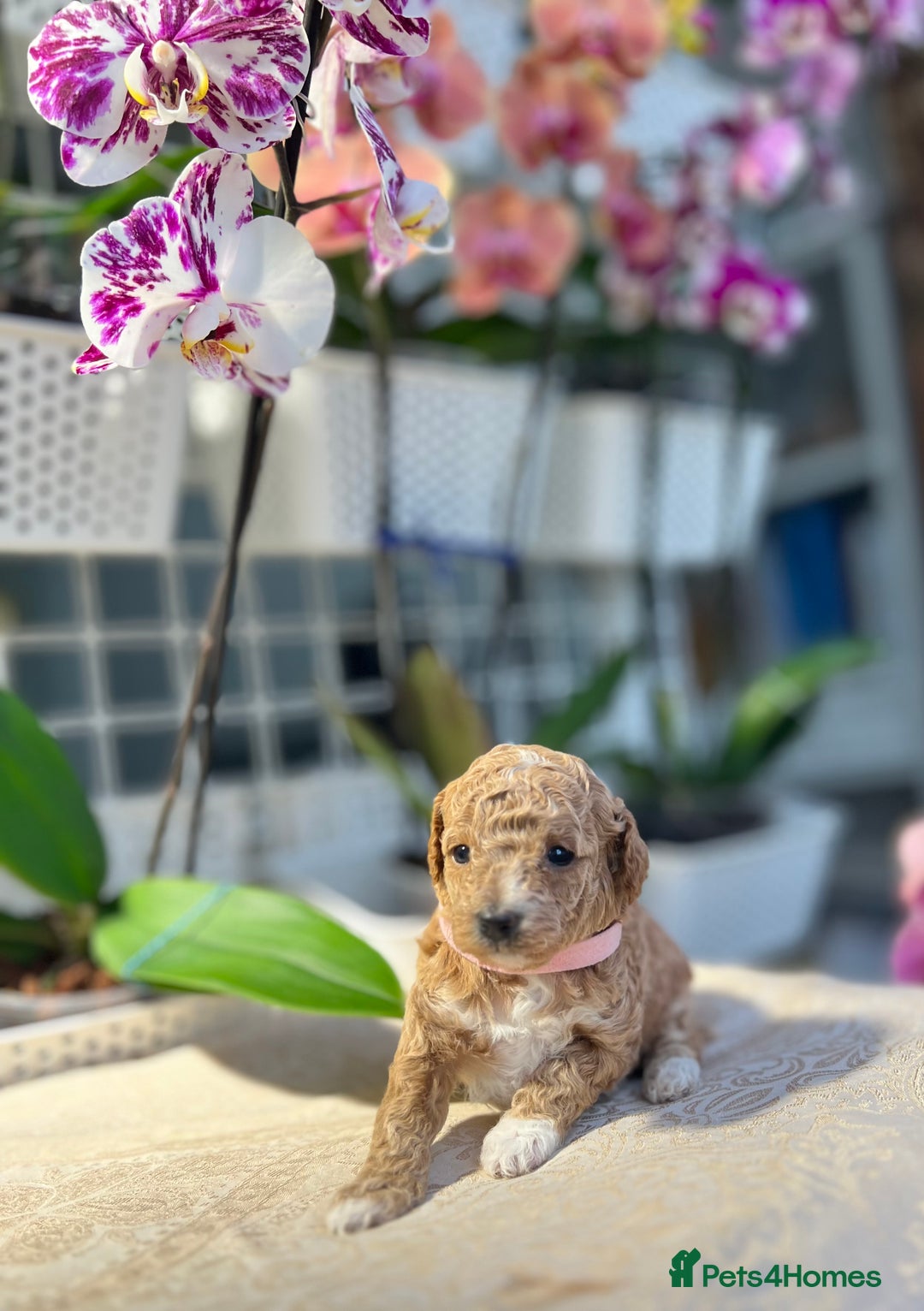 Maltipoo dogs for sale: Beautiful F1B Toy Size Maltipoo Puppies - Image 6
