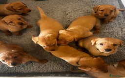 Labrador Retriever dogs for sale: KC Registered Fox Red Labrador Puppies - Image 8