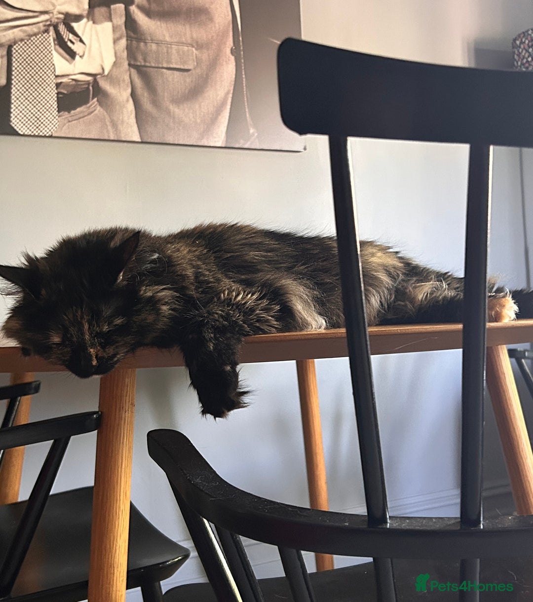Mixed Breed cats for sale: Three year old Tortoiseshell female - Image 2