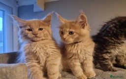 Maine Coon cats for sale: TICA REG.  Amazing kittens  - Image 16