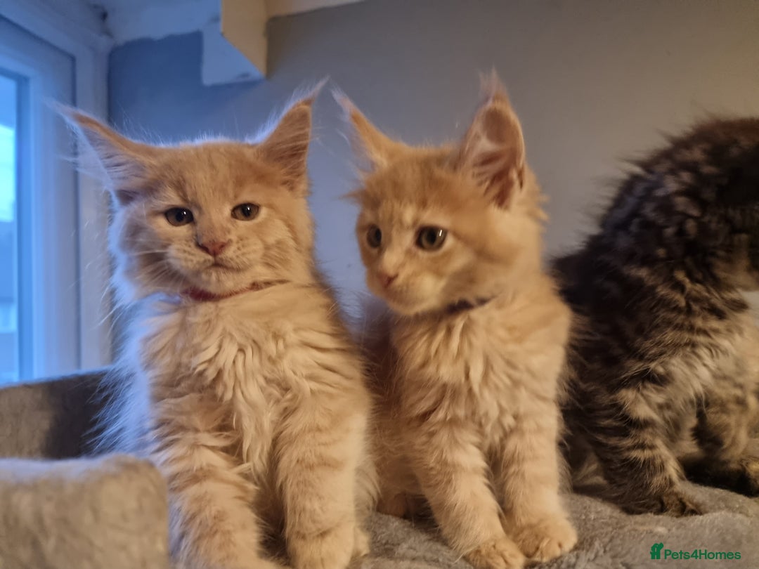 Maine Coon cats for sale: TICA REG.  Amazing kittens  - Image 16