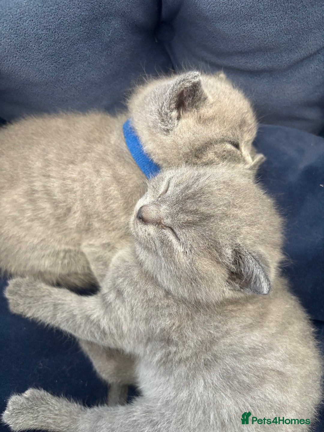 British Shorthair cats for sale: British blue shorthair  - Image 6