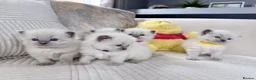 Ragdoll cats for sale: Blue Point Ragdoll Kittens for sale - Advert 18