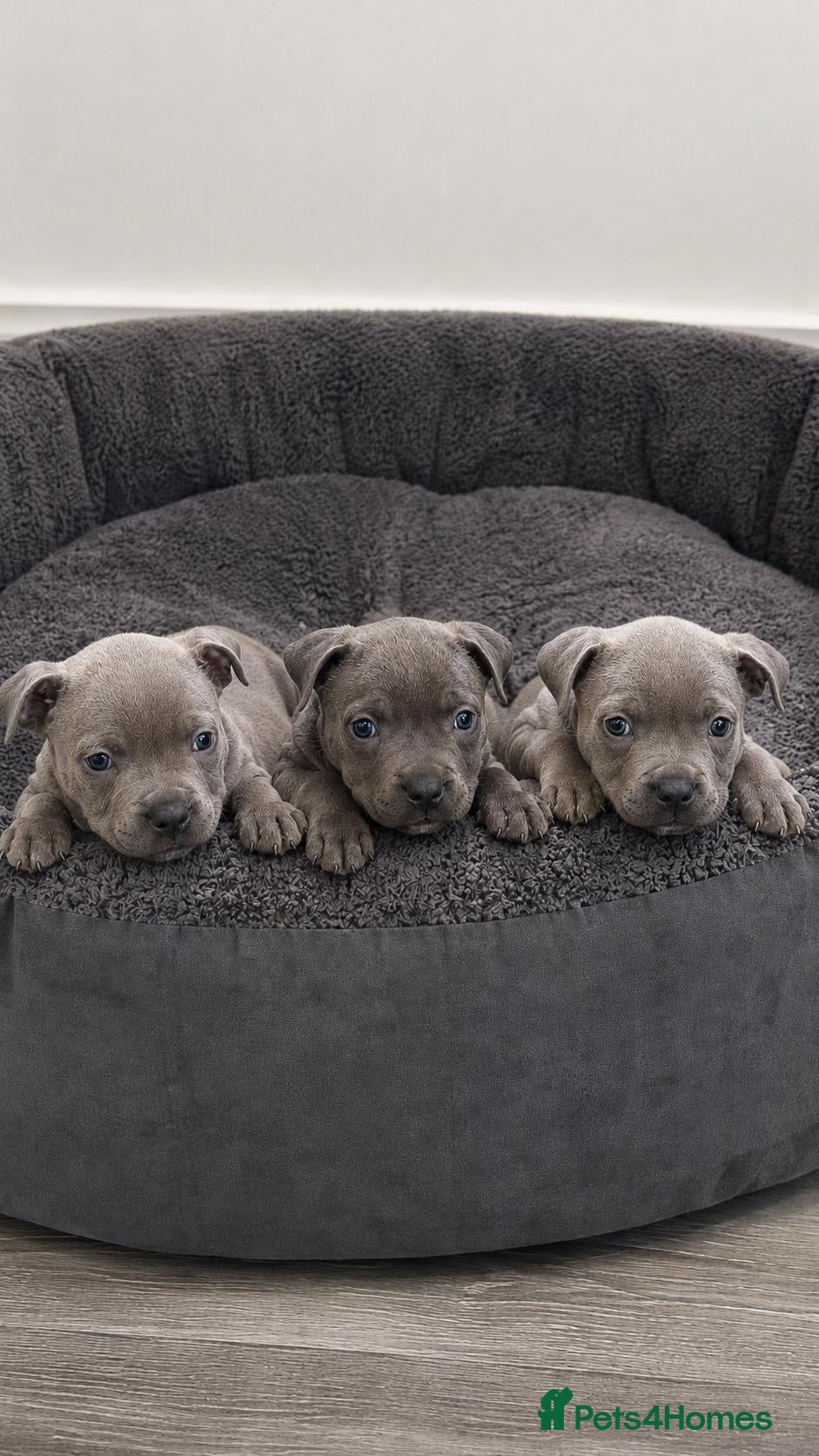 Staffordshire Bull Terrier dogs Staffordshire Bull Terrier Pupps-2 Boys Available  - Advert 8