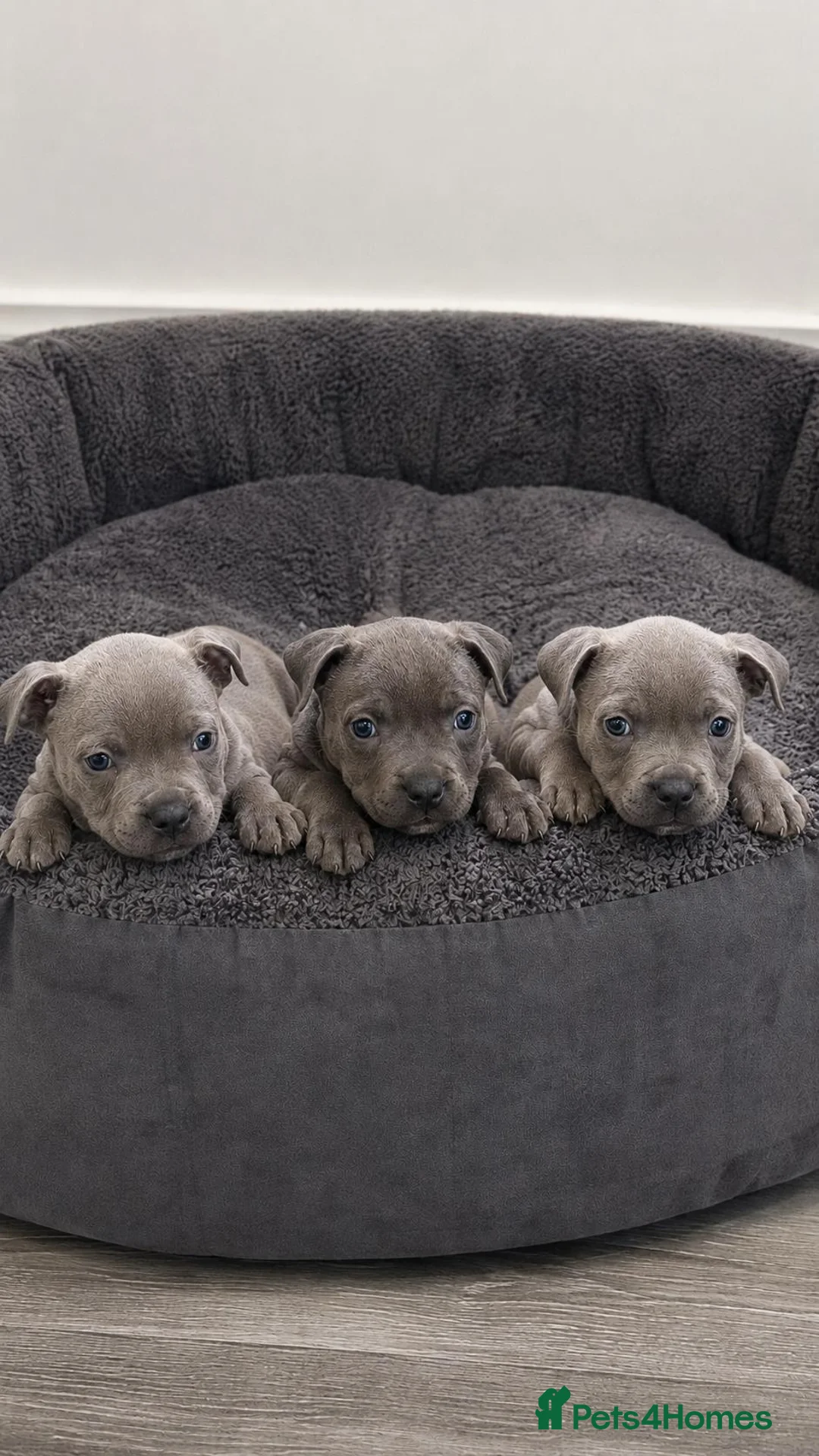 Staffordshire Bull Terrier dogs for sale: Staffordshire Bull Terrier Pupps-2 Boys Available  - Advert 1