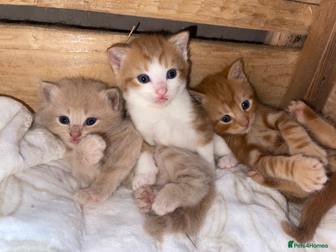 RagaMuffin cats for sale: Kitten’s for sale  - Image 14