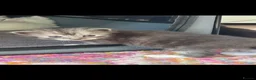 Mixed Breed cats for sale: Ragdoll x Turkish Angora kittens - Advert 8