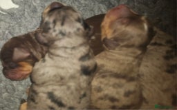 Cockapoo dogs for sale: The best cockapoos  - Image 7