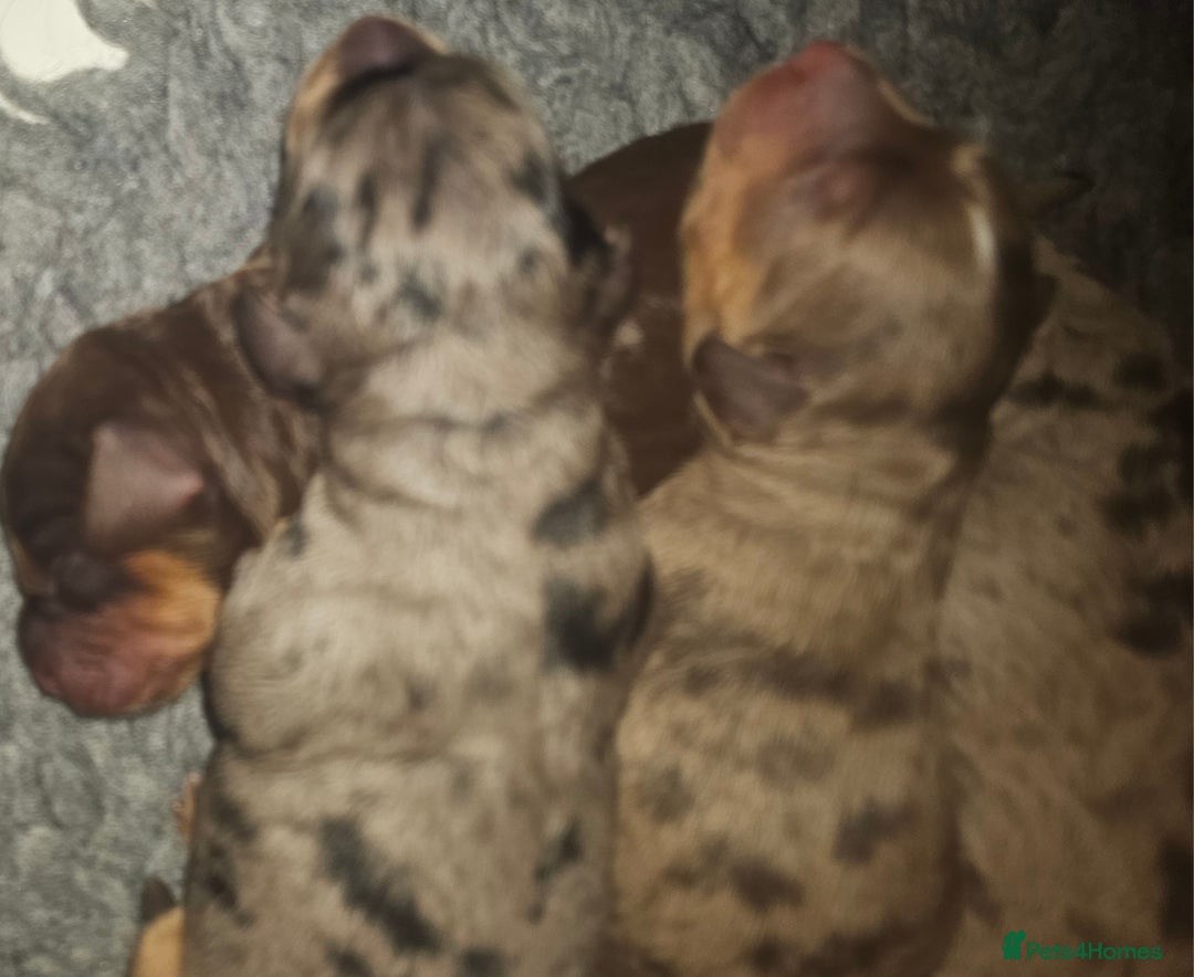 Cockapoo dogs for sale: The best cockapoos  - Image 7