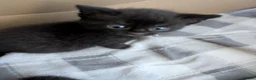 Mixed Breed cats for sale: Kittens - Advert 10