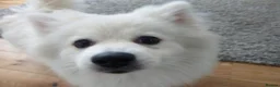 Pomeranian dogs for sale: Gorgeous Pomeranian Spitz looking for forever home - Advert 4