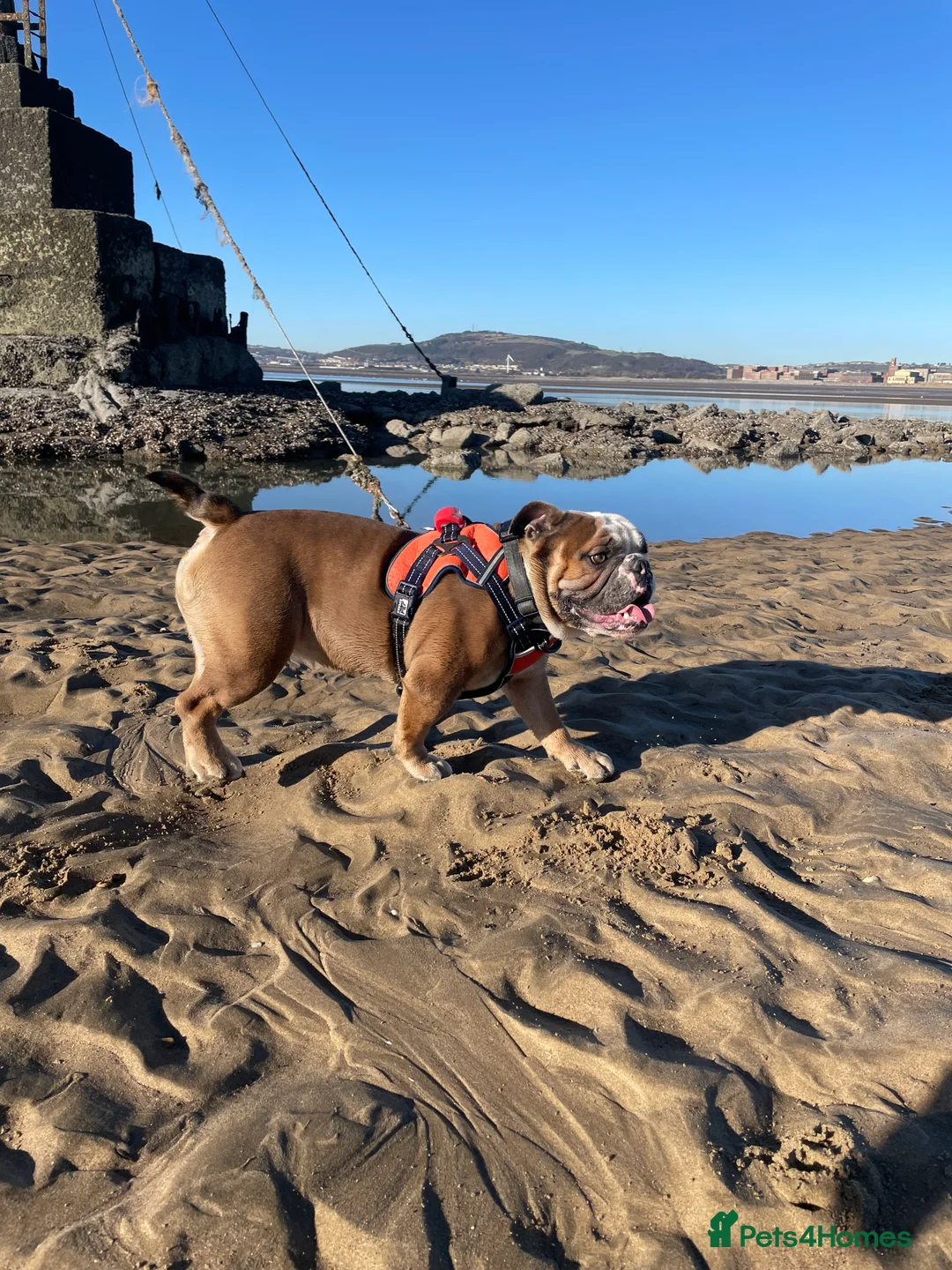 English Bulldog dogs for sale: Winston - Advert 6