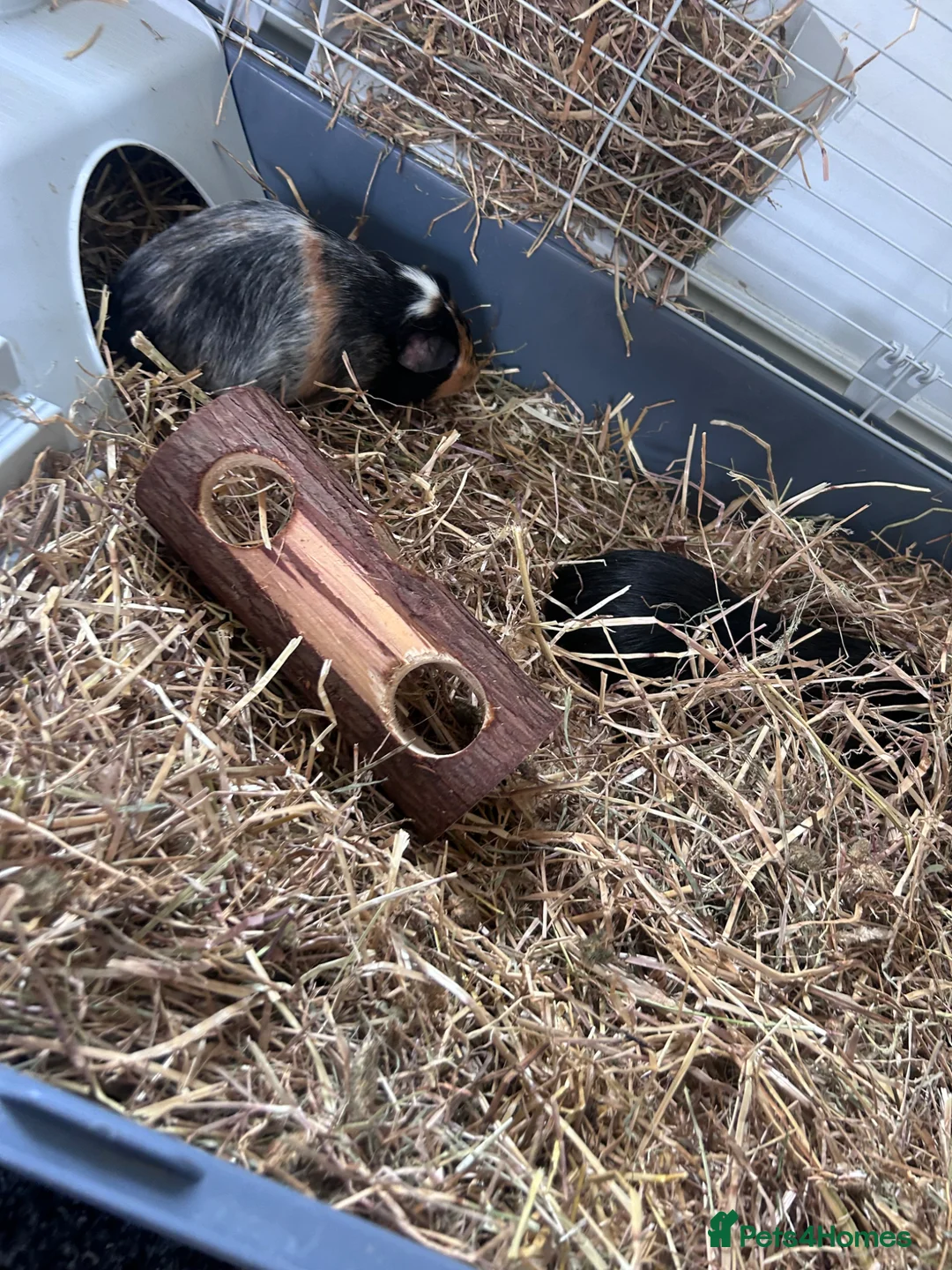 Guinea Pig rodents for sale: 2 x Male Guinea Pigs — Full Setup Included 🐾 in West Bromwich - Advert 2