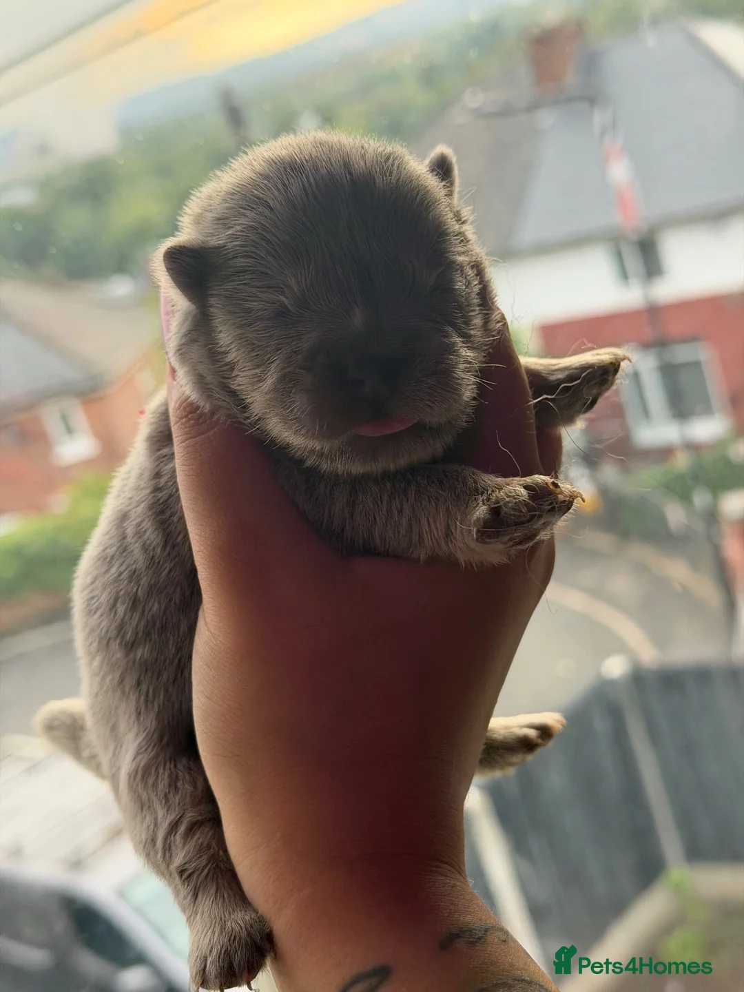 Chow Chow dogs for sale: TAN POINT CHOW CHOWS - Advert 1