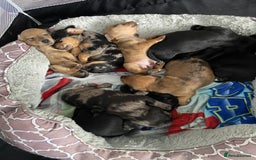 Mixed Breed dogs for sale: Dachshund cross Patterdale - Image 25