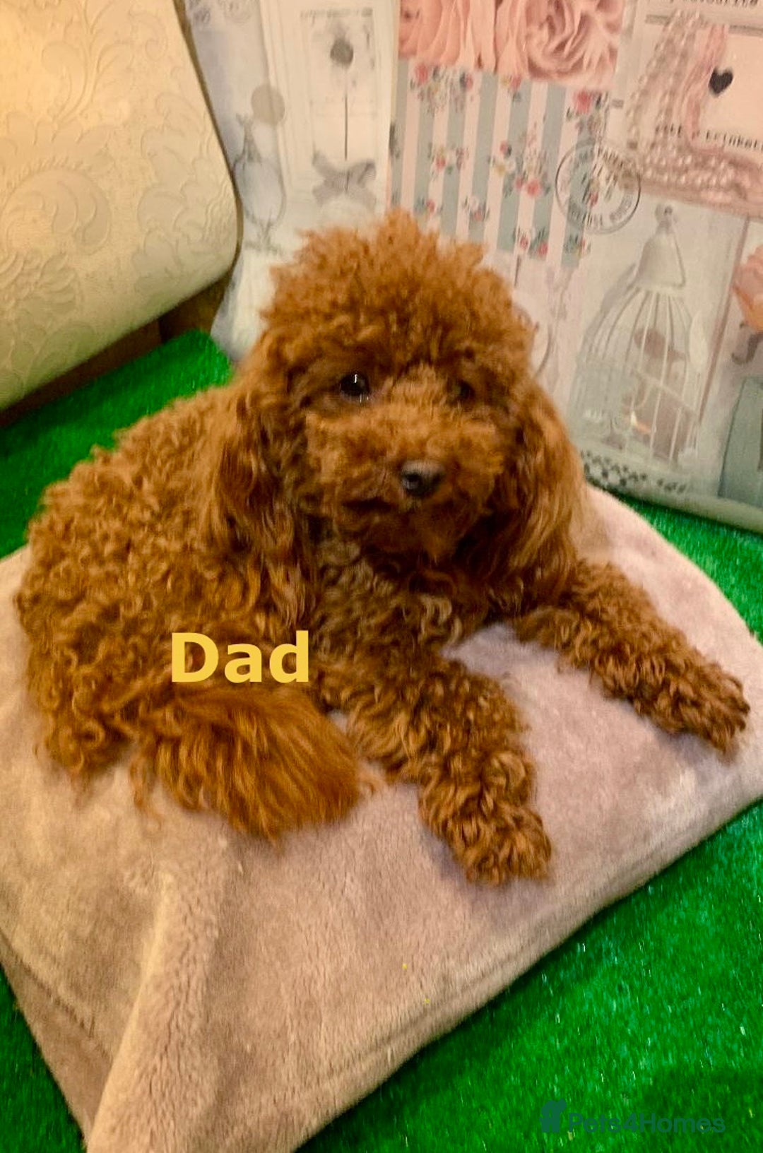 Maltipoo dogs for sale: 🌟Stunning Litter of Teddy🧸DNA tested Maltipoos  - Advert 13