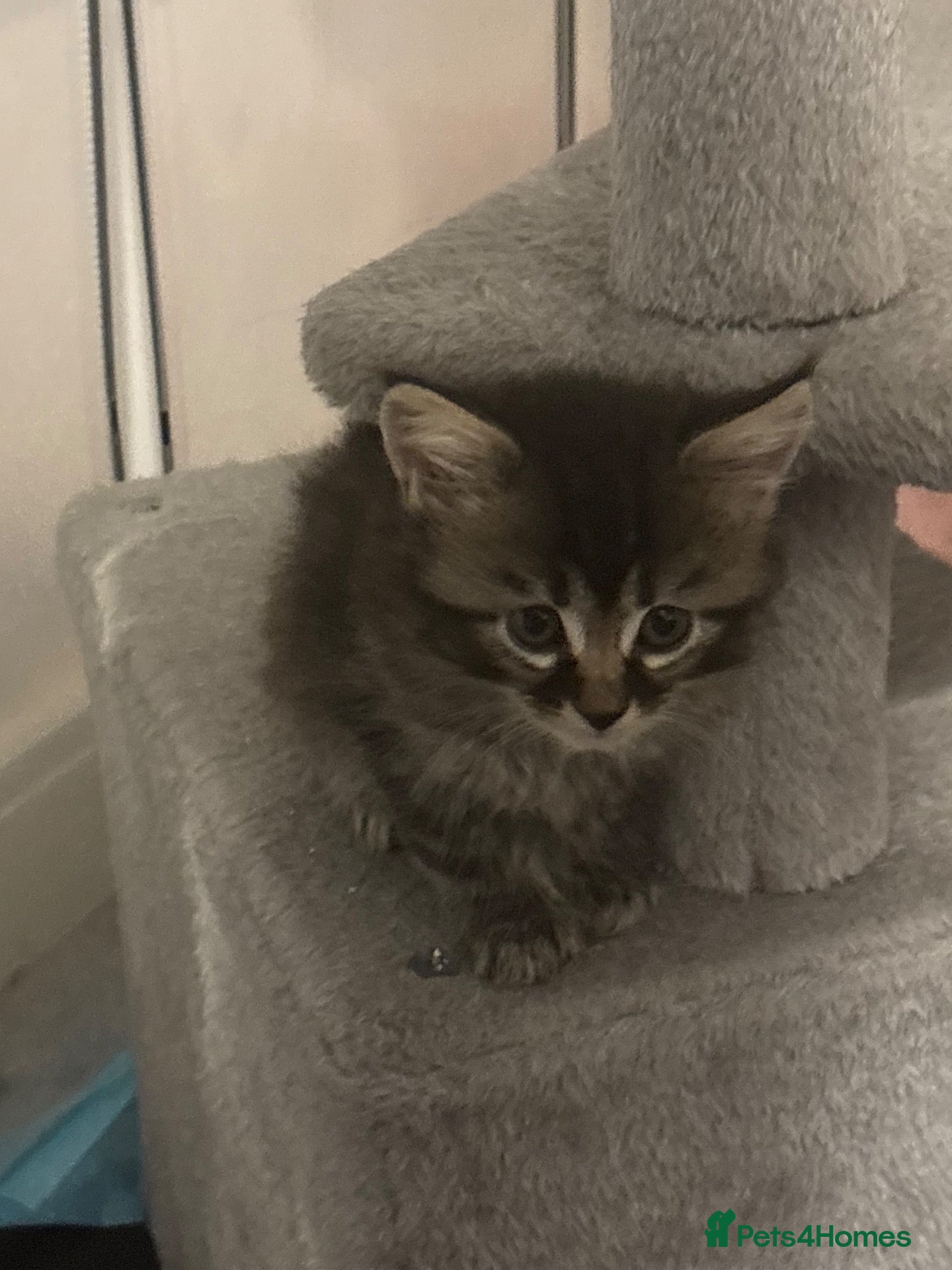 Mixed Breed cats Tabby kitten (female)  - Advert 2