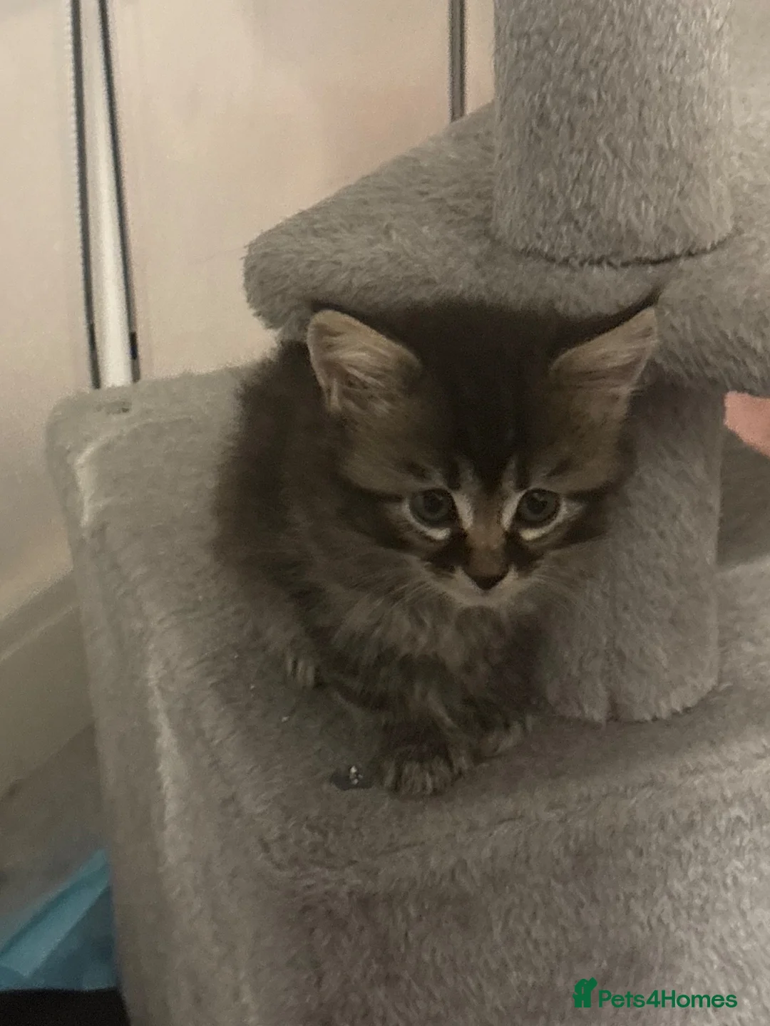 Mixed Breed cats for sale: Tabby kitten (female)  - Advert 1