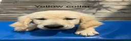 Goldendoodle dogs for sale: 🐾 Goldendoodle Puppies ready for forever homes 🐾 - Advert 17
